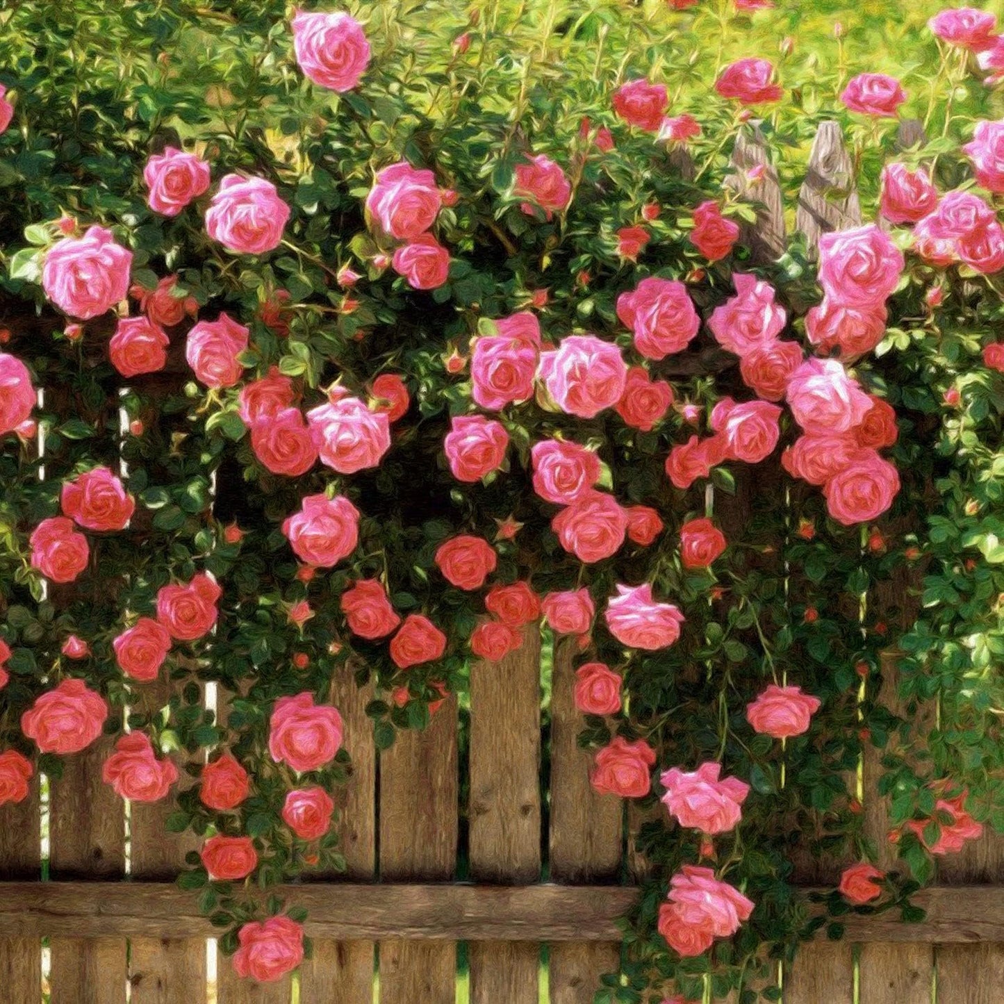 💕LAST DAY 🌹Climbing Vine Rose Flower Seeds