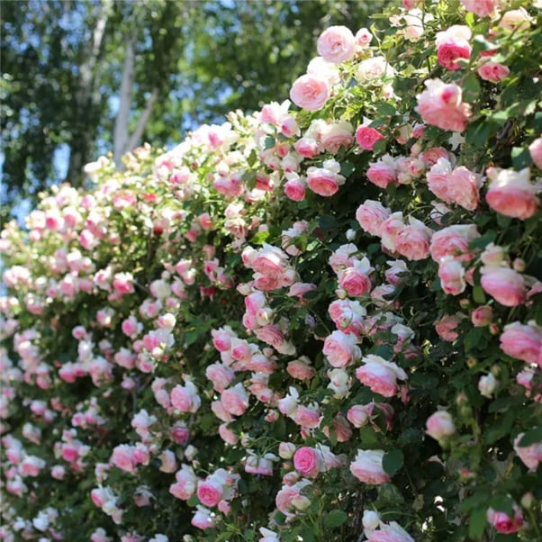 💕LAST DAY 🌹Climbing Vine Rose Flower Seeds