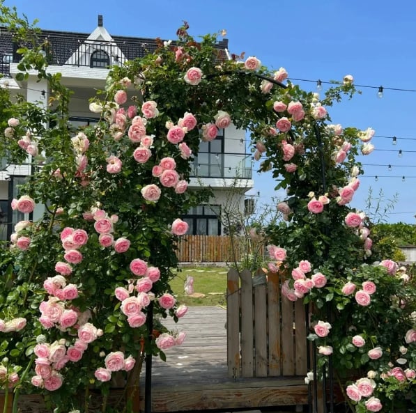 💕LAST DAY 🌹Climbing Vine Rose Flower Seeds