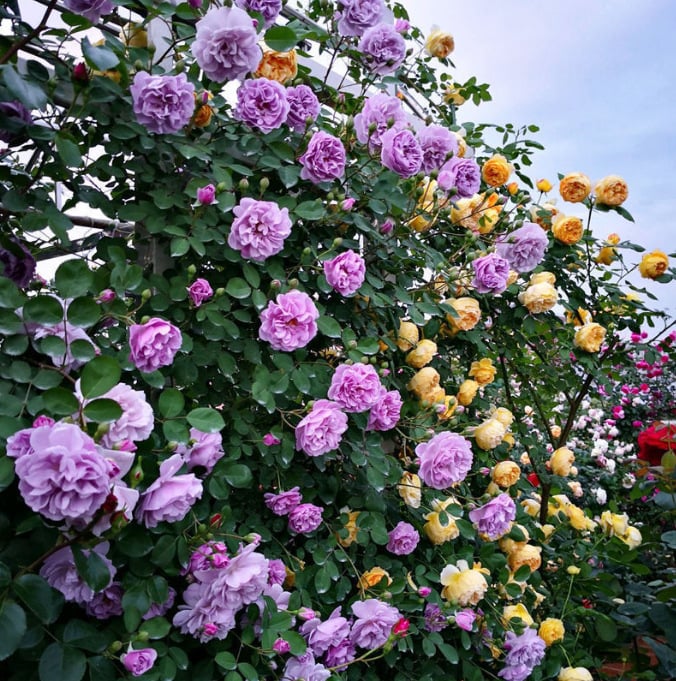 💕LAST DAY 🌹Climbing Vine Rose Flower Seeds