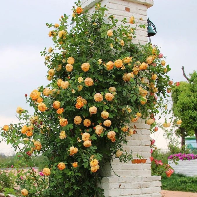 💕LAST DAY 🌹Climbing Vine Rose Flower Seeds