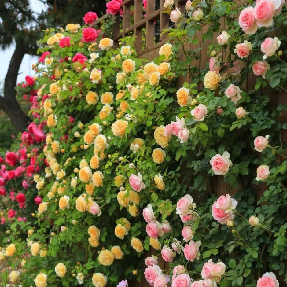 💕LAST DAY 🌹Climbing Vine Rose Flower Seeds