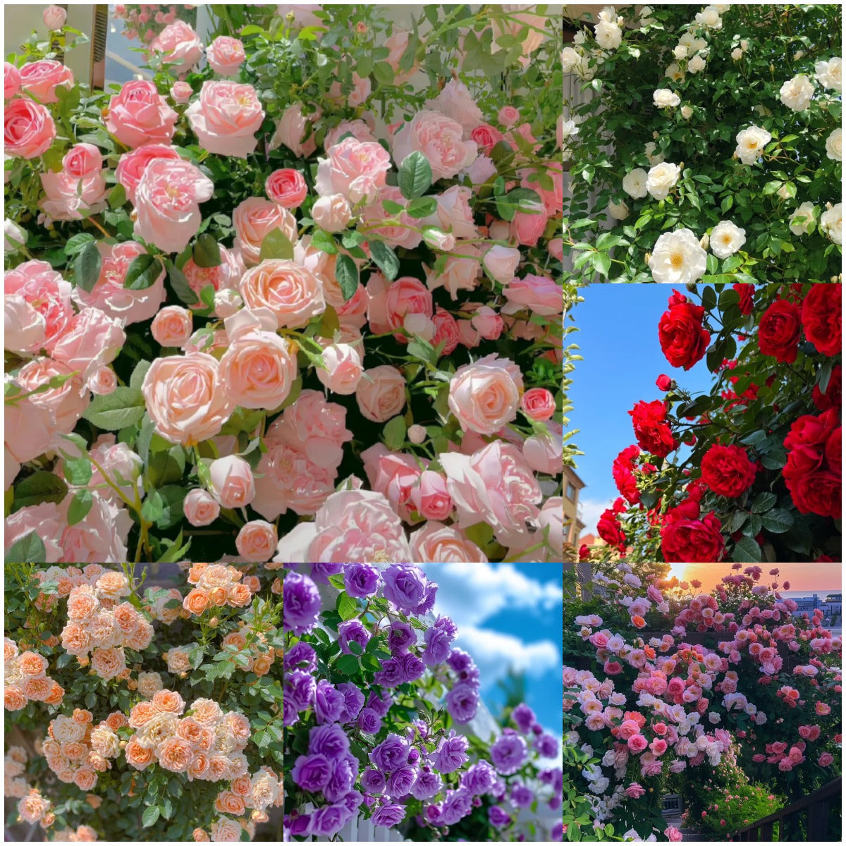💕LAST DAY 🌹Climbing Vine Rose Flower Seeds
