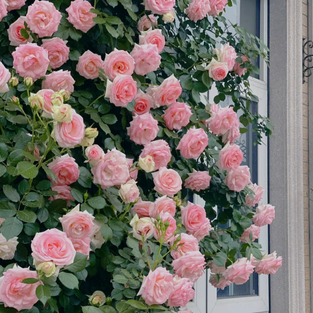 💕LAST DAY 🌹Climbing Vine Rose Flower Seeds