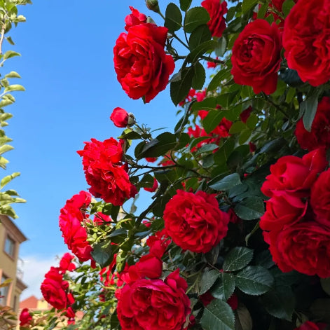 💕LAST DAY 🌹Climbing Vine Rose Flower Seeds