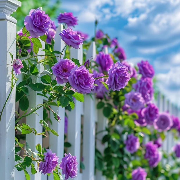 💕LAST DAY 🌹Climbing Vine Rose Flower Seeds