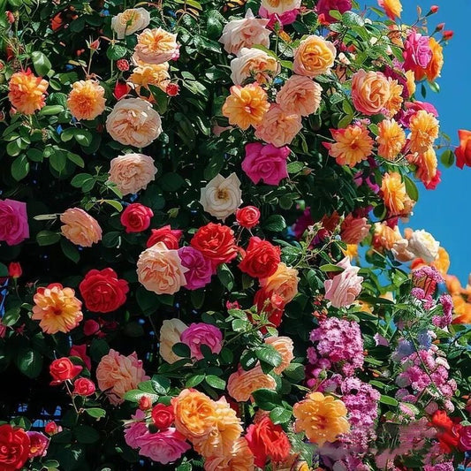 LAST DAY Climbing Vine Rose Flower Seeds