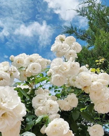 💕LAST DAY 🌹Climbing Vine Rose Flower Seeds